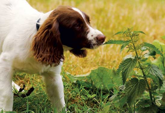Can dogs get stung by stinging nettles?