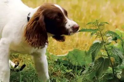 Can dogs get stung by stinging nettles? Can dogs get stung by stinging nettles?