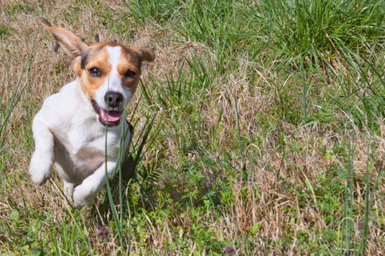 Stop your dog from getting mites