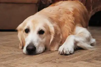 Why is my dog scooting? Why is my dog scooting?