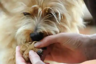 Dog ripped out nail Dog ripped out nail