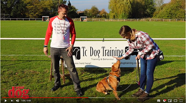 Teach your dog to hand-touch