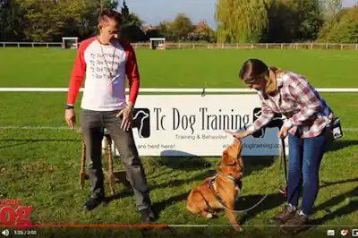 Teach your dog to hand-touch Teach your dog to hand-touch