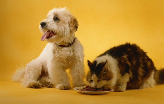 Can dogs eat cat food?