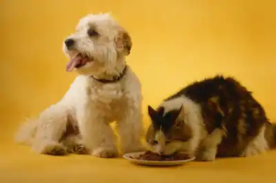 Can dogs eat cat food? Can dogs eat cat food?
