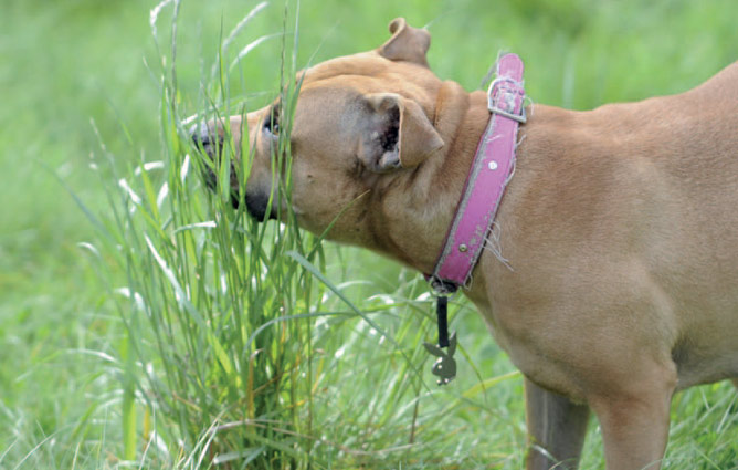 Why do dogs eat grass?