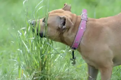 Why do dogs eat grass? Why do dogs eat grass?