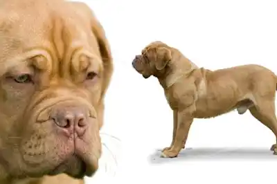 Dogue de Bordeaux dog breed profile Dogue de Bordeaux dog breed profile