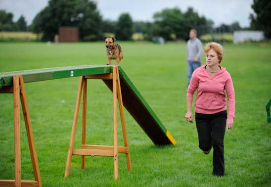 How to get starting in dog agility