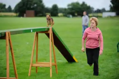 How to get starting in dog agility How to get starting in dog agility