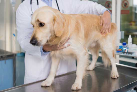 Is my dog double jointed?