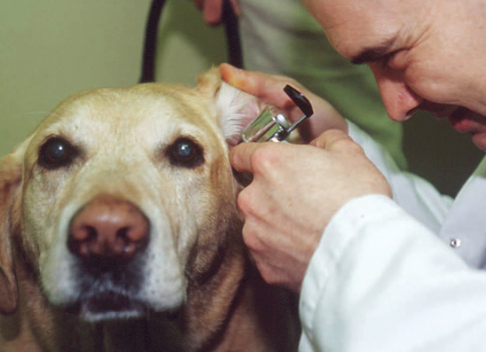 How to prevent wax build-up in your dog's ears
