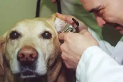 How to prevent wax build-up in your dog's ears How to prevent wax build-up in your dog's ears