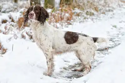English Springer Spaniel dog breed profile English Springer Spaniel dog breed profile