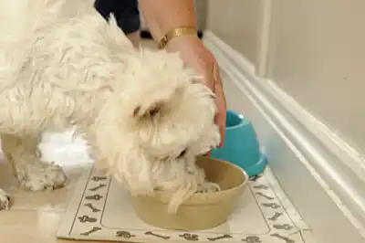Feeding a dog with diabetes Feeding a dog with diabetes