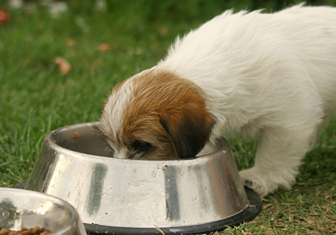 Feeding a puppy