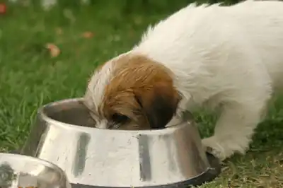 Feeding a puppy Feeding a puppy