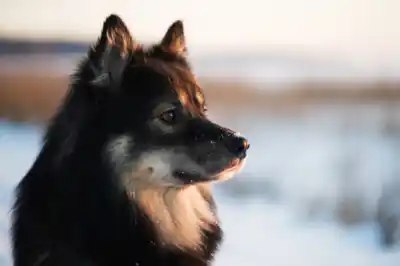 Finnish Lapphund dog breed profile Finnish Lapphund dog breed profile