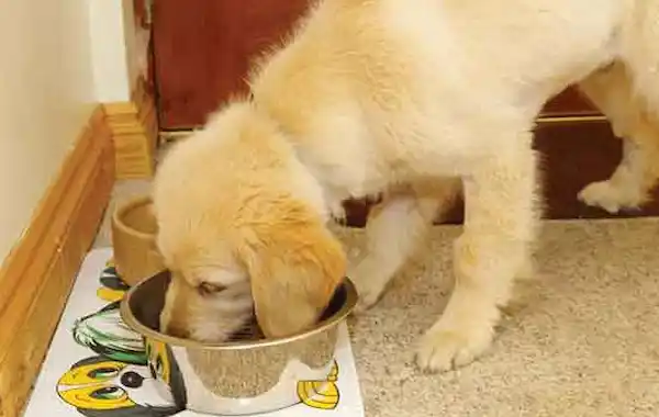 How can I cure my dog's food aggression? - Your Dog