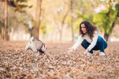 How do I get my dog to listen to me? How do I get my dog to listen to me?