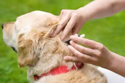 Getting rid of dog fleas Getting rid of dog fleas