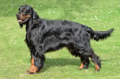 Gordon Setter dog breed profile Gordon Setter dog breed profile