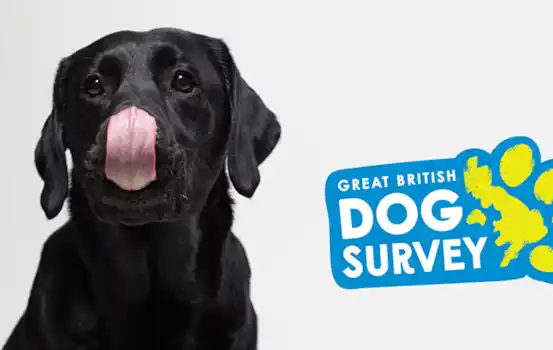 The Great British Dog Survey The Great British Dog Survey