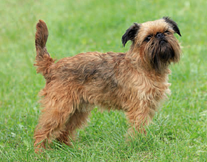Griffon Bruxellois dog breed profile