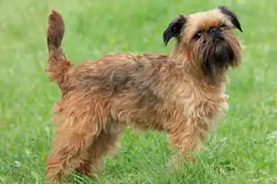 Griffon Bruxellois dog breed profile Griffon Bruxellois dog breed profile