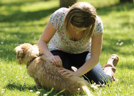 How do I make my dogs hair grow back