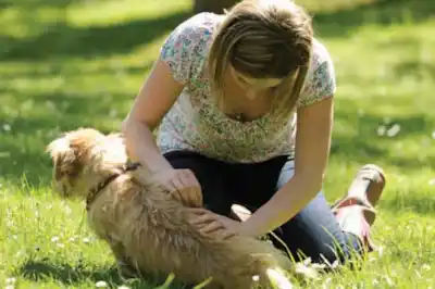 How do I make my dogs hair grow back How do I make my dogs hair grow back