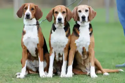 Hamiltonstovare dog breed profile Hamiltonstovare dog breed profile