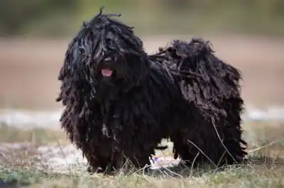 Hungarian Puli dog breed profile Hungarian Puli dog breed profile