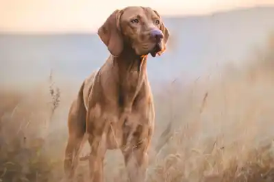 Hungarian Vizsla dog breed profile Hungarian Vizsla dog breed profile