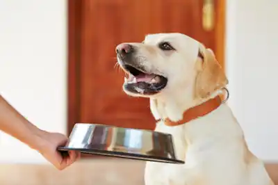 Is my dog too fat? Is my dog too fat?