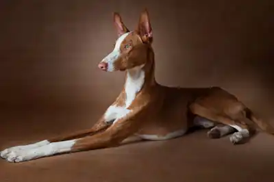Ibizan Hound dog breed profile Ibizan Hound dog breed profile