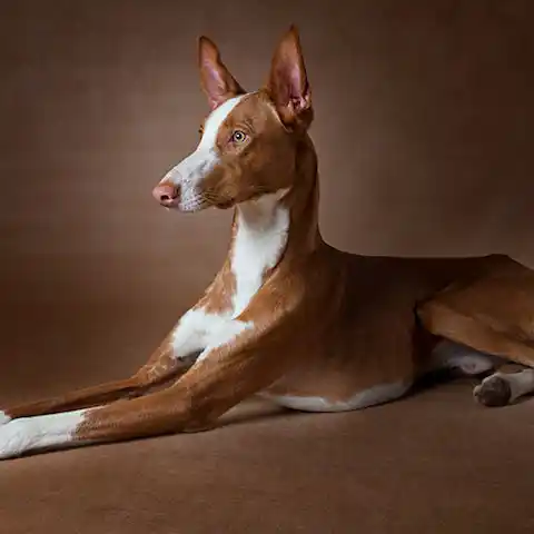Ibizan Hound dog breed profile Ibizan Hound dog breed profile