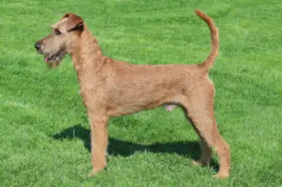 Irish Terrier dog breed profile Irish Terrier dog breed profile