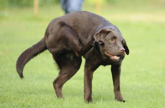Skin disease in dogs