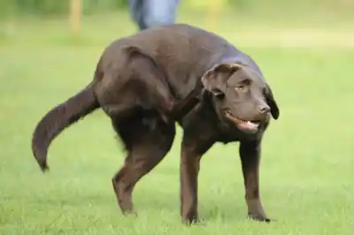 Skin disease in dogs Skin disease in dogs