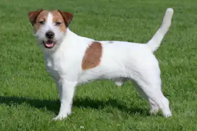 Jack Russell dog breed profile Jack Russell dog breed profile
