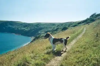 Rehoming a dog Rehoming a dog