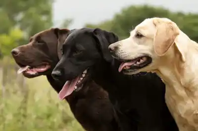 Labrador Retriever dog breed profile Labrador Retriever dog breed profile