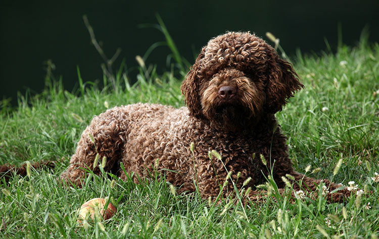 Lagotto Romagnolo dog breed profile