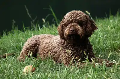 Lagotto Romagnolo dog breed profile Lagotto Romagnolo dog breed profile