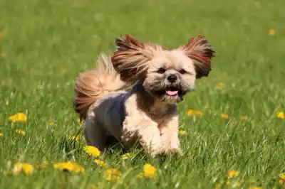 Lhasa Apso breed profile Lhasa Apso breed profile