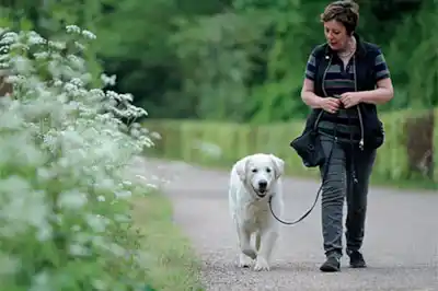 Teach your dog loose-lead walking Teach your dog loose-lead walking