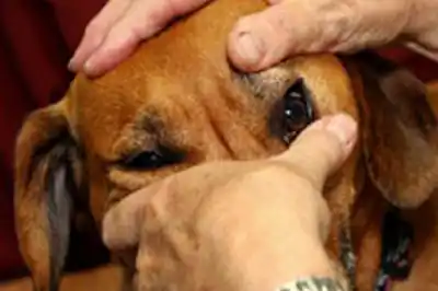 Dog health check Dog health check