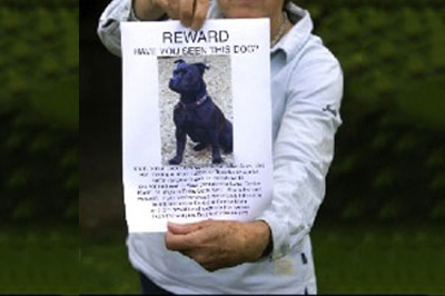 How to find a missing dog