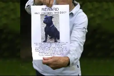 How to find a missing dog How to find a missing dog